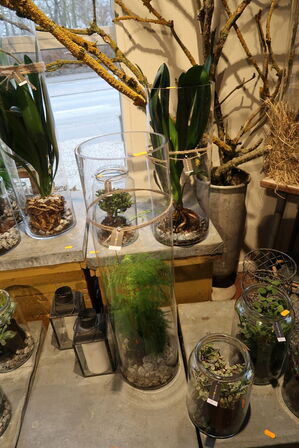 2 stk. planter i vaser