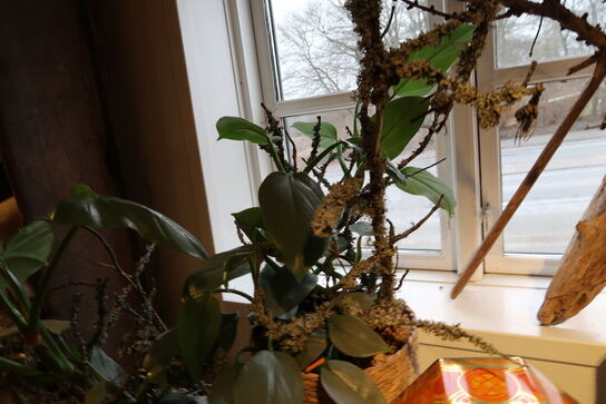 5 stk. planter i kurve/krukke