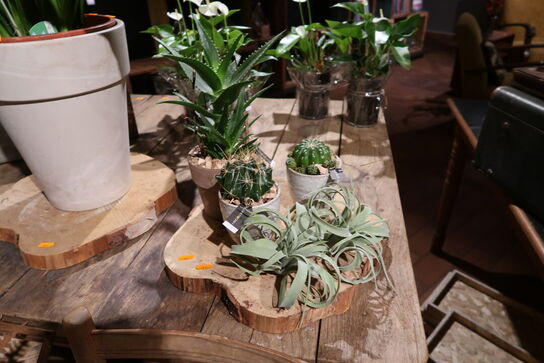 Bræt med 3 stk. planter i krukker