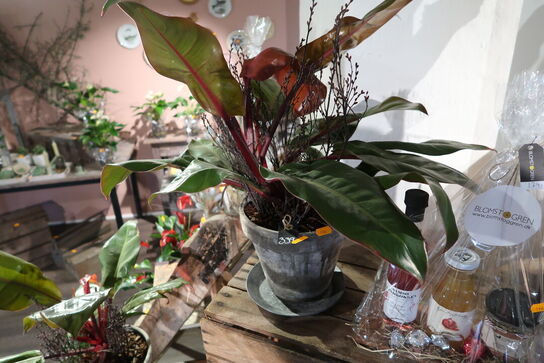 Gavekurv samt plante i krukke