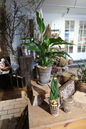 2 stk. planter i krukke