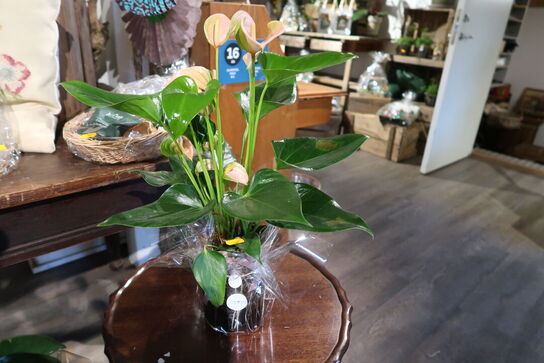 3 stk. planter i vaser