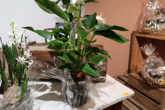 3 stk. blomster i vaser