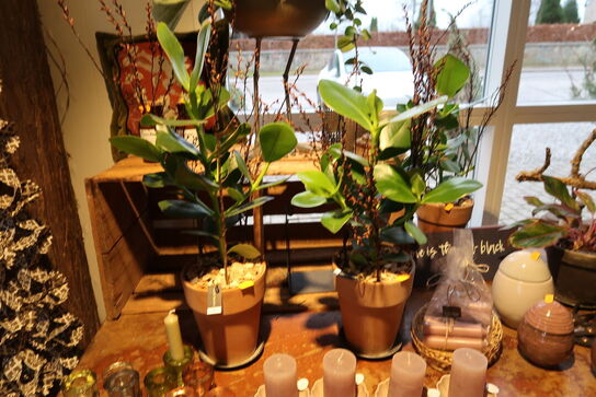 2 stk. planter i krukker samt stearinlys