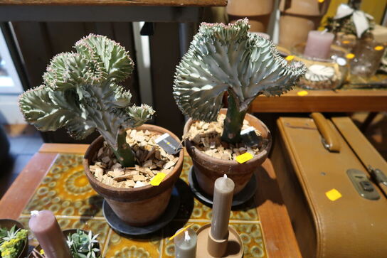 Div. Dekorationer med stearinlys samt 2 stk. planter i krukke