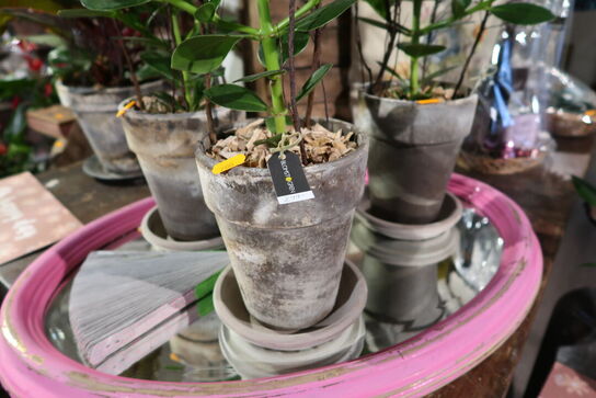 3 stk. planter i krukke