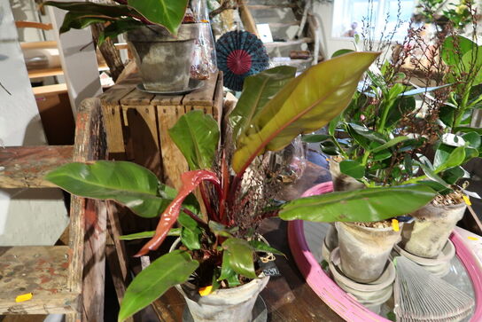 3 stk. planter i krukke