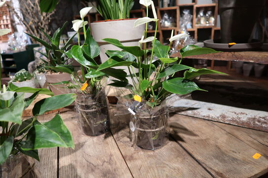 2 stk. planter i vaser