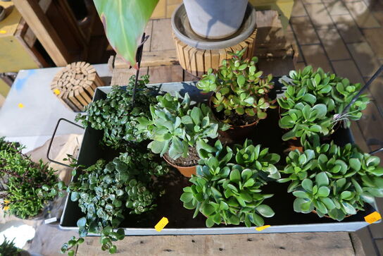 Kasse med div. Planter i krukke