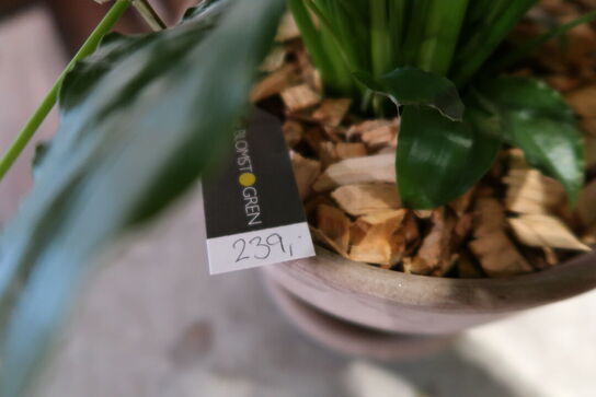 3 stk. planter i krukke