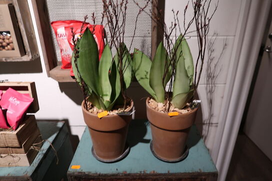 2 stk. planter i krukke