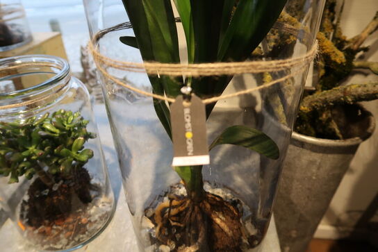 2 stk. planter i vaser