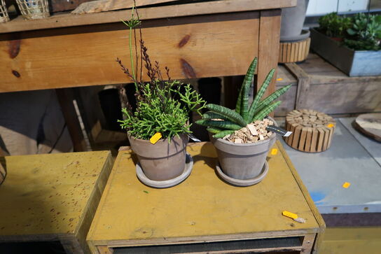 2 stk. planter i krukke samt div. Krukker