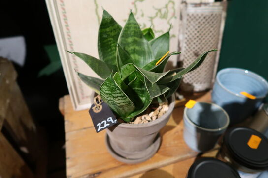 2 stk. planter i krukke