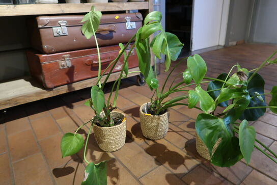 3 stk. planter i krukke