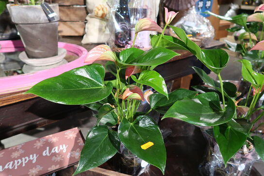 3 stk. planter i vaser