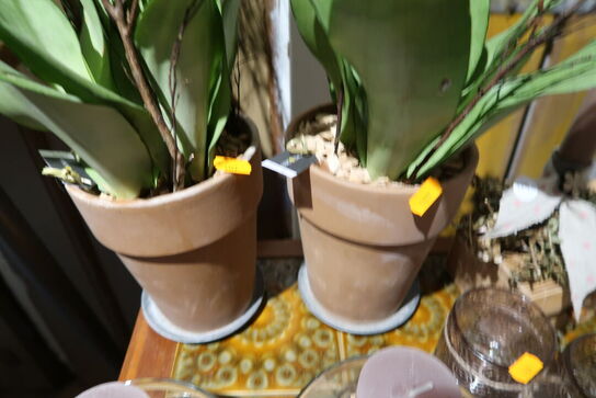 2 stk. planter i krukke