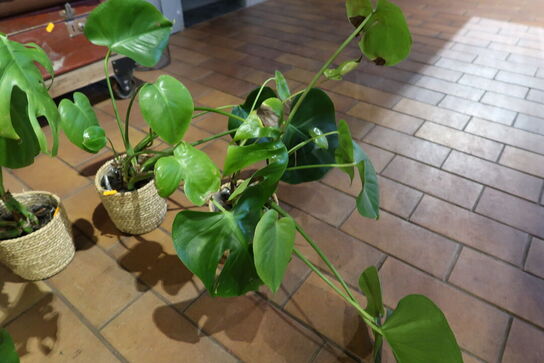 3 stk. planter i krukke