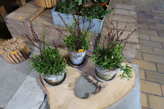 3 stk. planter i krukke