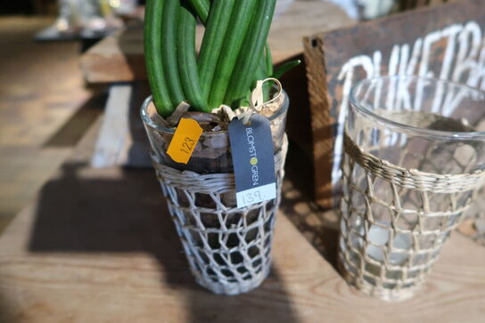 2 stk. planter i krukke