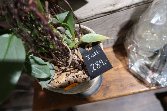 3 stk. planter i krukke