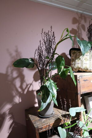 3 stk. planter i krukke