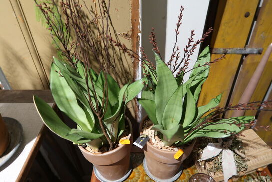 2 stk. planter i krukke