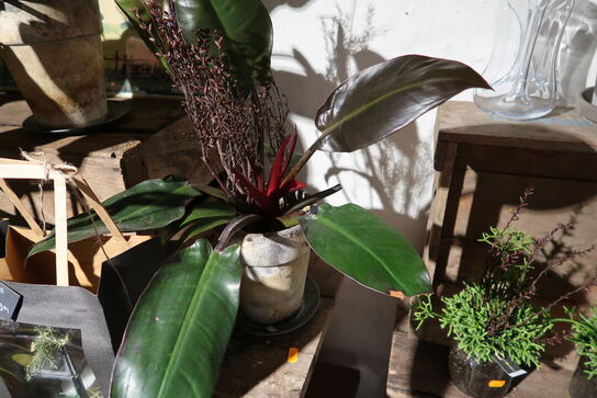 3 stk. planter i krukke