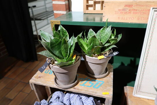 2 stk. planter i krukke