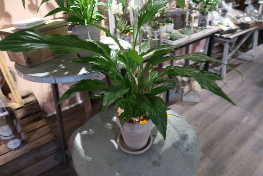 3 stk. planter i krukke