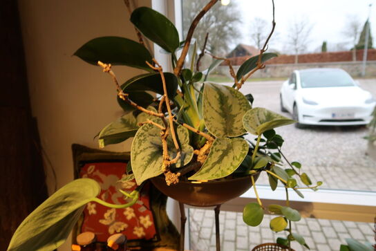 Plante i krukke samt dekoration