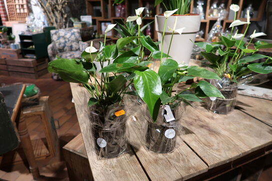 2 stk. planter i vaser