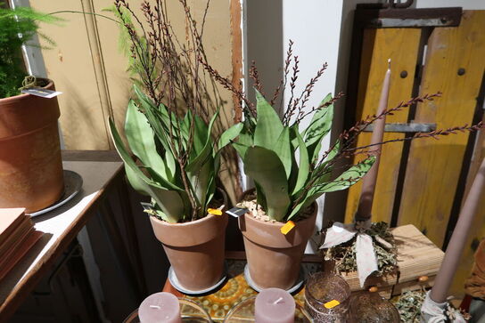 2 stk. planter i krukke