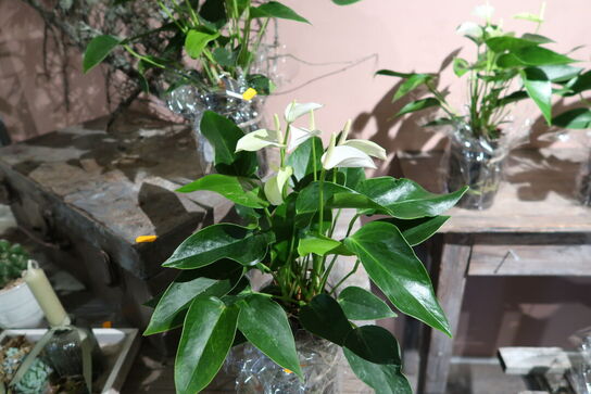 2 stk. planter i krukke