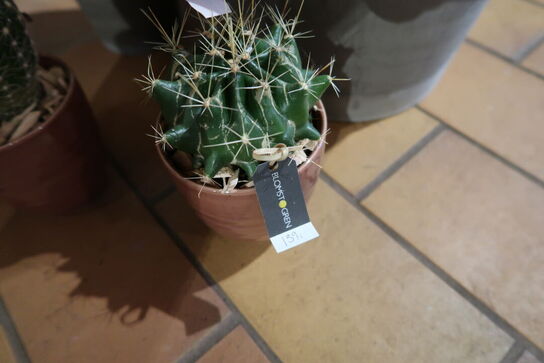 3 stk. planter i krukke