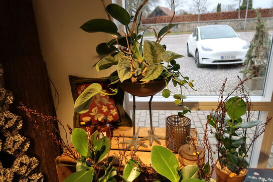 Plante i krukke samt dekoration