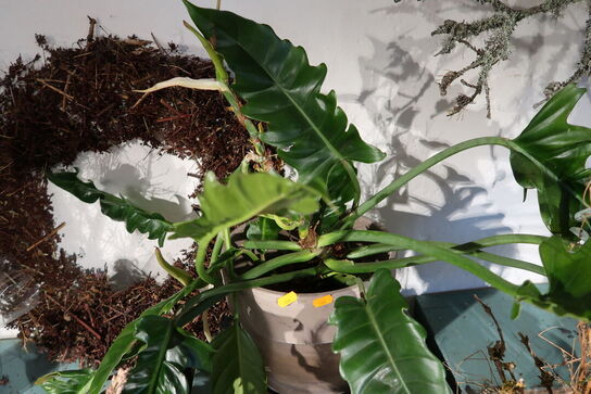 3 stk. planter i krukke/vaser