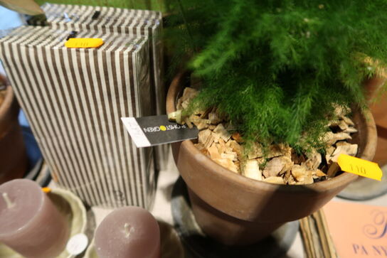 4 stk. planter i krukke