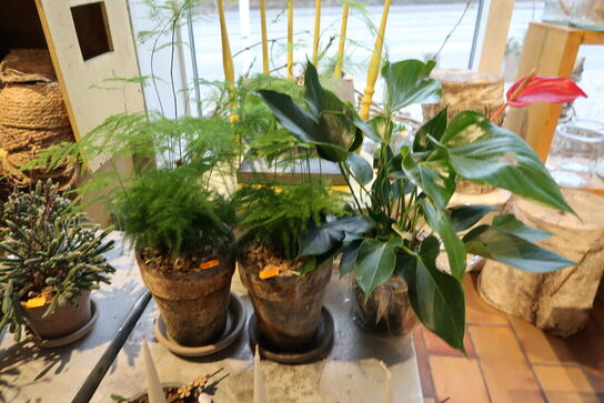 3 stk. planter i krukke samt 3 stk. dekorationer