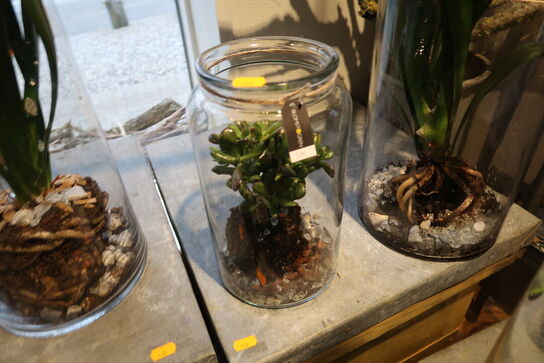 2 stk. planter i vaser