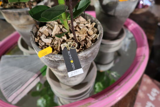 3 stk. planter i krukke