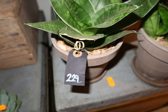 2 stk. planter i krukke