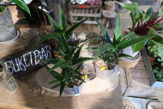 2 stk. planter i krukke