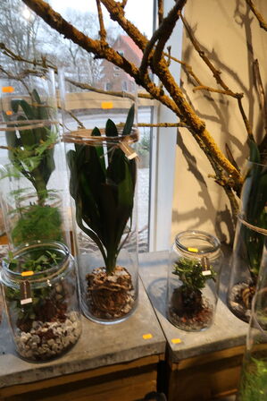 2 stk. planter i vaser