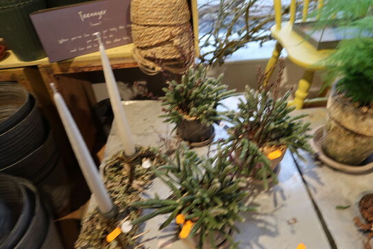 3 stk. planter i krukke samt 2 stk. dekorationer