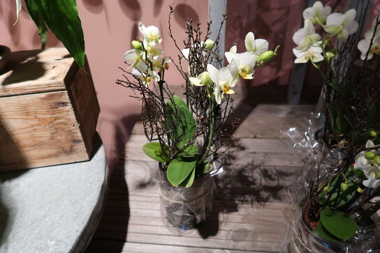 3 stk. planter i vaser