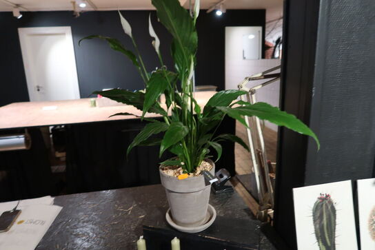 Plante i krukke samt 3 stk. stearinlys