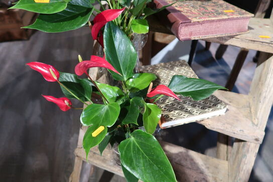 3 stk. planter i krukke