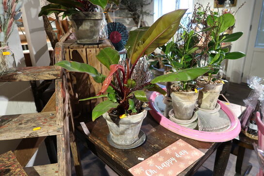 3 stk. planter i krukke