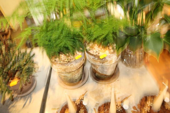 3 stk. planter i krukke samt 3 stk. dekorationer